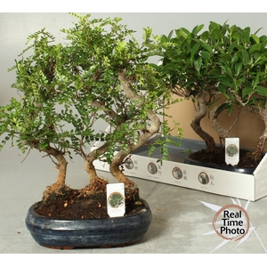 BONSAI GEM