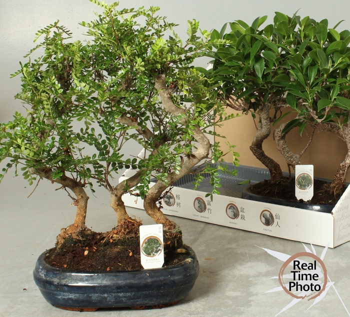 <h4>BONSAI GEM</h4>