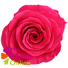 R Gr Hotspot Hot Pink 60cm EC