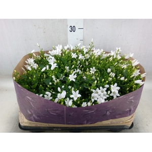 Campanula porten. 'Royal'