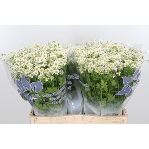 Tanacetum Pa Single Vegmo