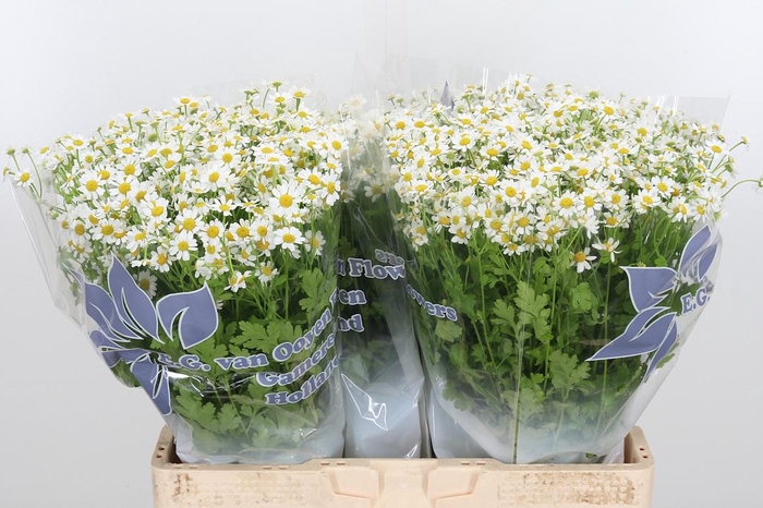 <h4>Tanacetum Pa Single Vegmo</h4>