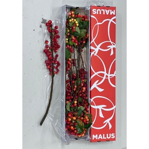 MALUS RED SENTINEL