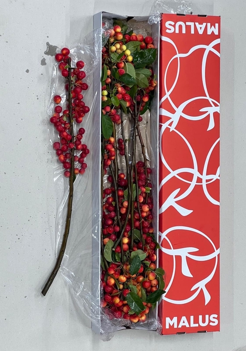 <h4>MALUS RED SENTINEL</h4>