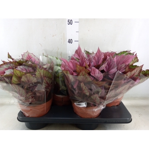 Begonia BD 'Beleaf'   ...mix