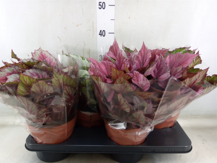 <h4>Begonia BD 'Beleaf'   ...mix</h4>