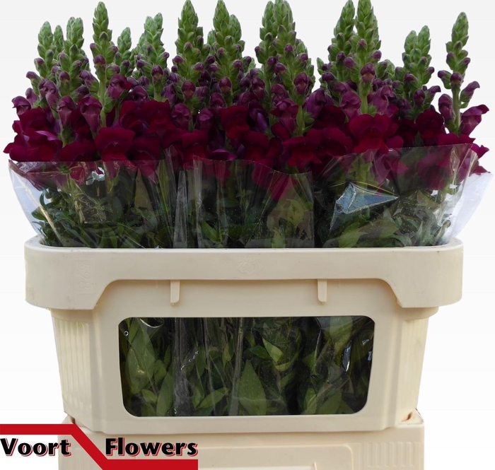 <h4>ANTIR ANTIBES RED</h4>