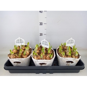 Arr.  Narcissus Tete Tete L%