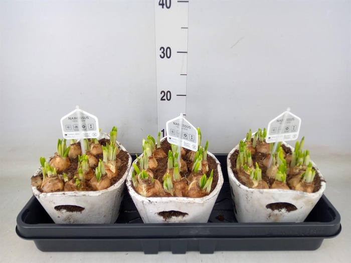 <h4>Arr.  Narcissus Tete Tete L%</h4>