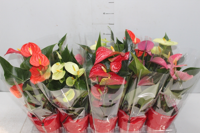 <h4>ANTHURIUM VARIADO P12</h4>