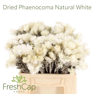 Dried Phaenocoma Natural White (snow Caps)