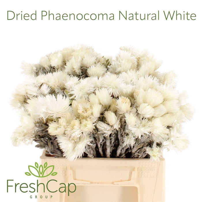 <h4>Dried Phaenocoma Natural White (snow Caps)</h4>