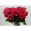 Dahlia Pink Punk