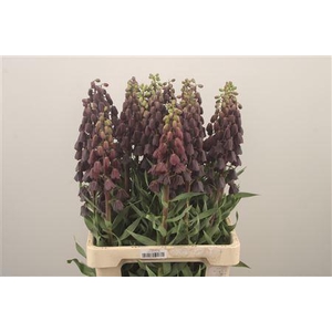 Fritillaria Persica Black