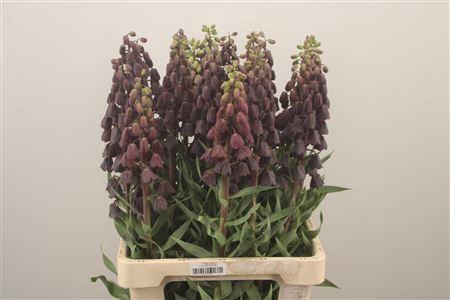 <h4>Fritillaria Persica Black</h4>