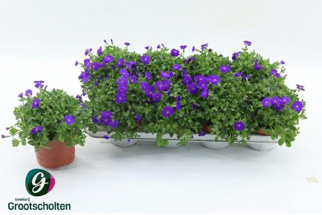 <h4>AUBR GRACILIS KITTE</h4>