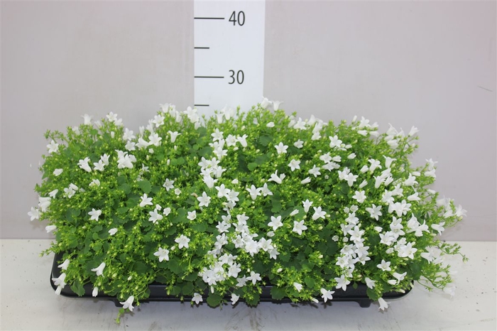 <h4>Campanula P Porto Ice White</h4>