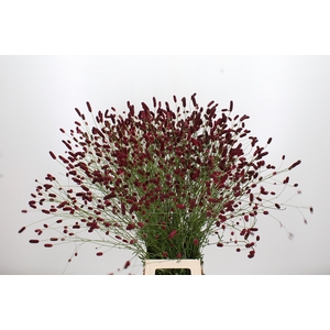 Sanguiso Officinalis
