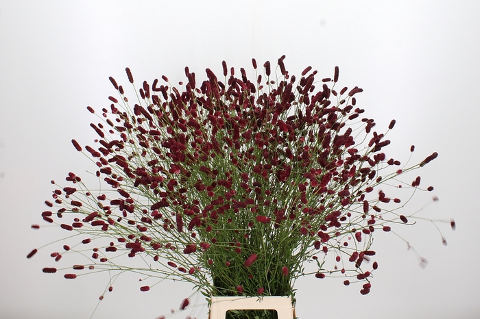 <h4>Sanguiso Officinalis</h4>