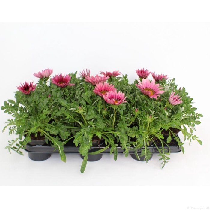 <h4>Gazania New Day Pink Shades</h4>