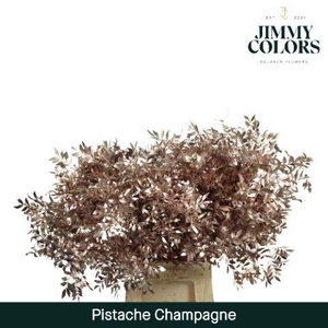 Pistache L45 Metallic champagne