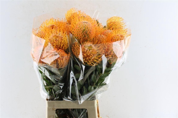 <h4>Leuco Co Soleil Xl</h4>