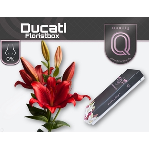 LI AS DUCATI FLORISTBOX 5+