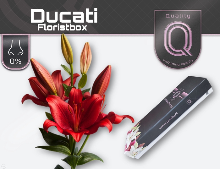 <h4>LI AS DUCATI FLORISTBOX 5+</h4>