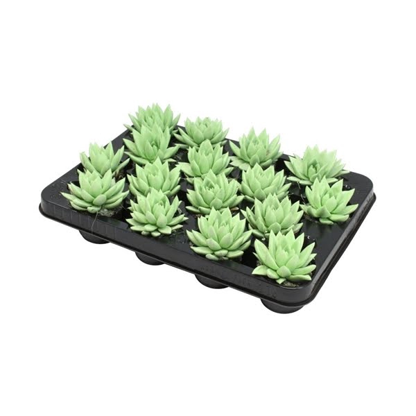 <h4>Echeveria coloured pastel green</h4>