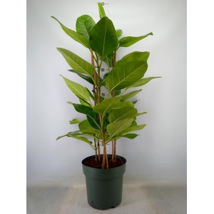 Ficus altissima