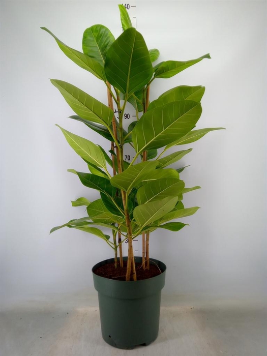 <h4>Ficus altissima</h4>