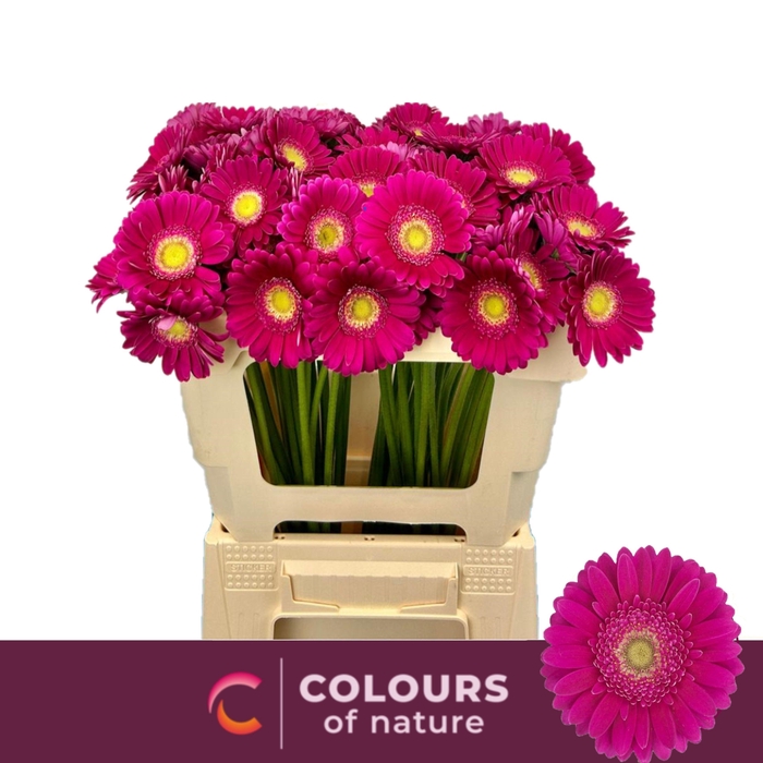 <h4>GE MI AIRPLAY</h4>