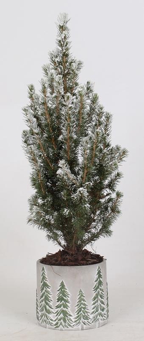 <h4>Picea Glauca "Conica" besneeuwd in kerst betonpot</h4>