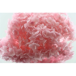 Pres Hydrangea Pink Bunch