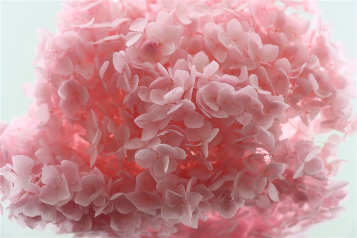 <h4>Pres Hydrangea Pink Bunch</h4>