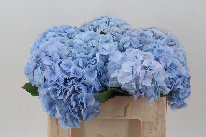 <h4>Hydr M Ch Verena Bl</h4>