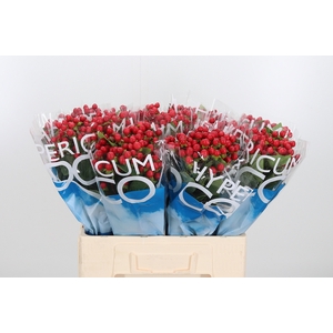 Hyp Coco Rio Rood