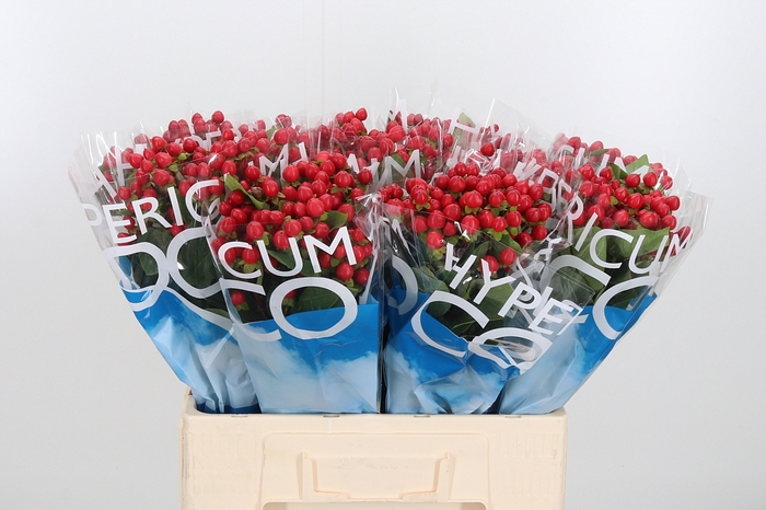 <h4>Hyp Coco Rio Rood</h4>
