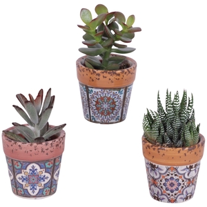 Succulenten mix Ø5,5cm in Ceramic Pot Mosaïc Ø07cm