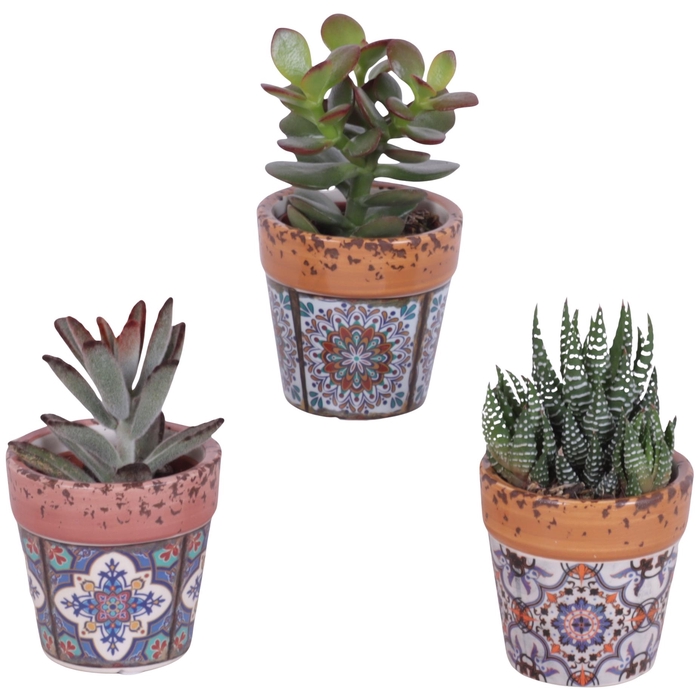 <h4>Succulenten mix Ø5,5cm in Ceramic Pot Mosaïc Ø07cm</h4>