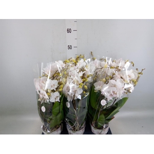 Phalaenopsis  'Manta Similan'