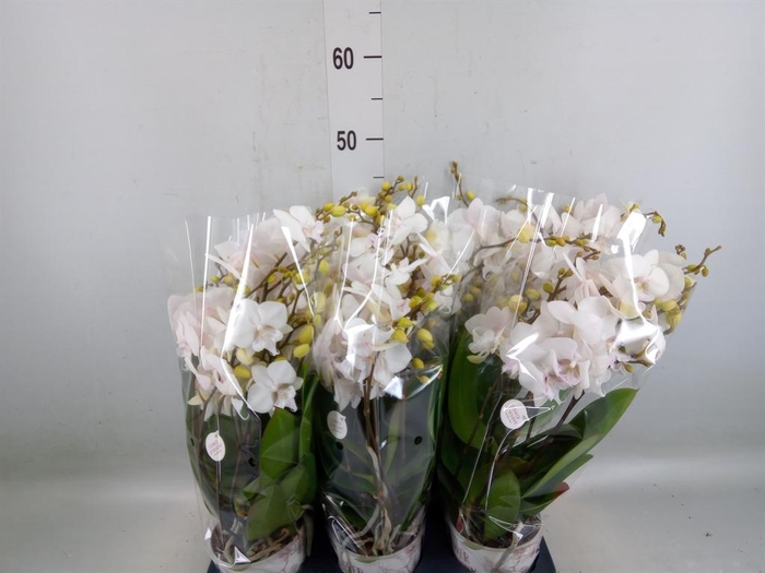 <h4>Phalaenopsis  'Manta Similan'</h4>
