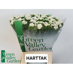 Di Barbatus Willy White Green Valley