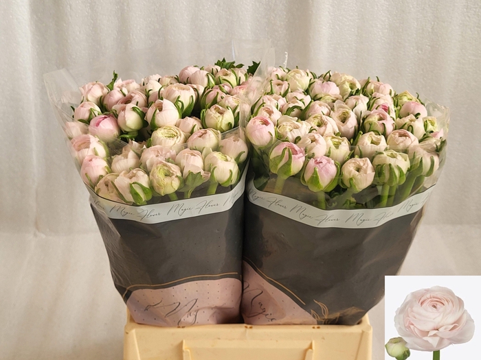 <h4>RAN SU LADY</h4>