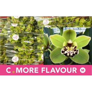 CYMB MI FREN MUSTARD