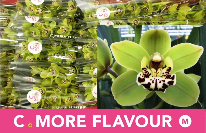 <h4>CYMB MI FREN MUSTARD</h4>