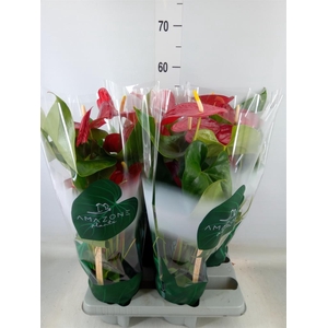 Anthurium andr. 'Nevada'