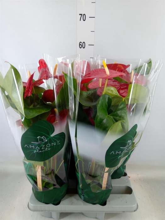 <h4>Anthurium andr. 'Nevada'</h4>