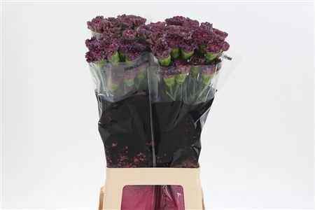 <h4>Di St Opium Thrill</h4>