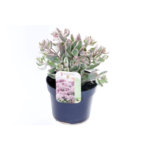 Sedum telephium La Vie en Rose